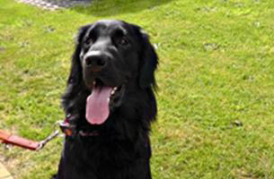 Flat-Coated Retriever