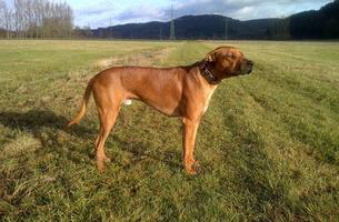 Rhodesian Ridgeback